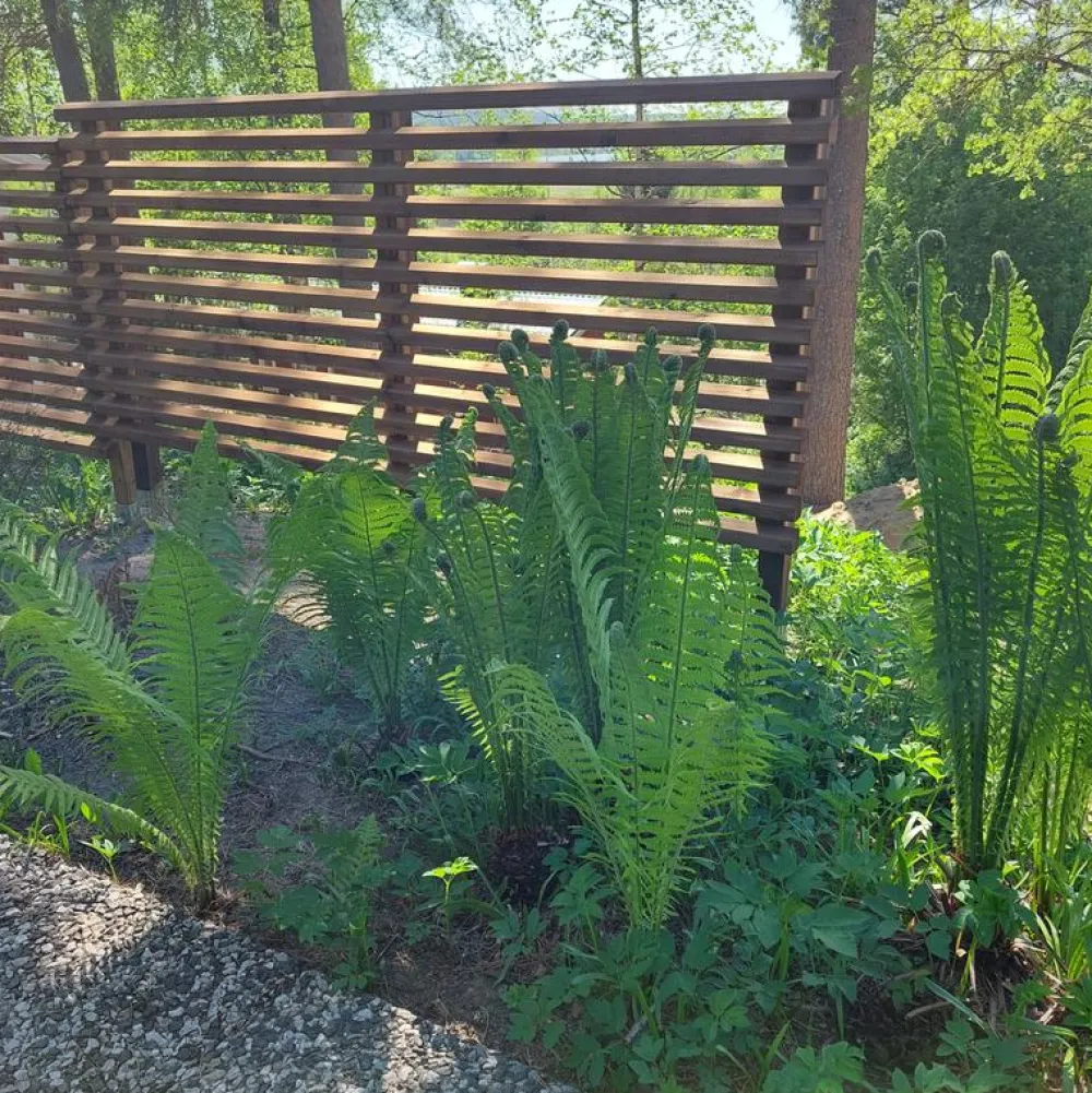 Best Tammiston puu Aitaelementti Suunnikas A95R 1860x800 mm vinorima ruskea