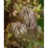 Discount Viheraarni Alppikärhö Clematis alpina