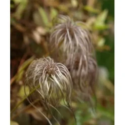 Discount Viheraarni Alppikärhö Clematis alpina