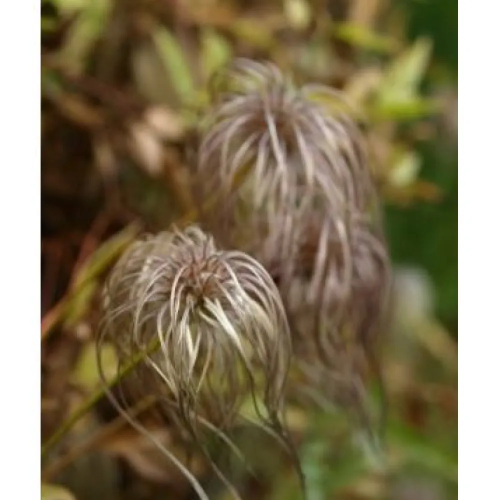 Discount Viheraarni Alppikärhö Clematis alpina