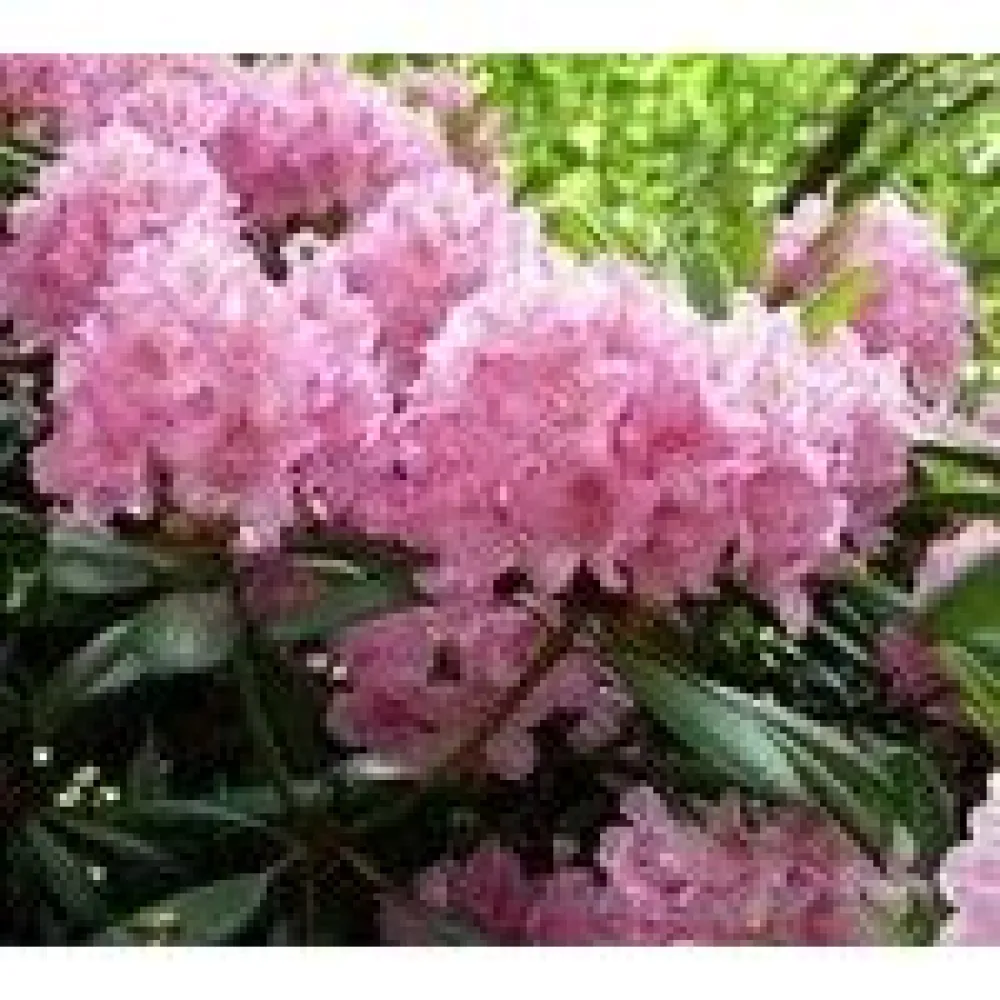 New Viheraarni Alppiruusu Rhododendron Helsingin Yliopisto 30-40