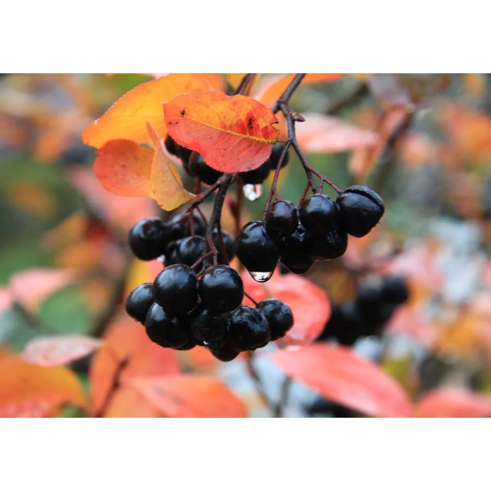 Viheraarni Aronia Melanocarpa