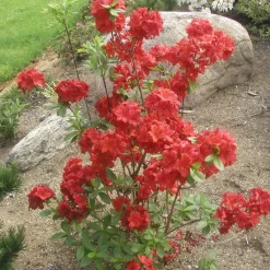 Sale Viheraarni Atsalea Rhododendron Nabucco 30-40
