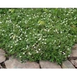 Viheraarni Grönlanninhanhikki Sibbaldiopsis tridentata Nuuk