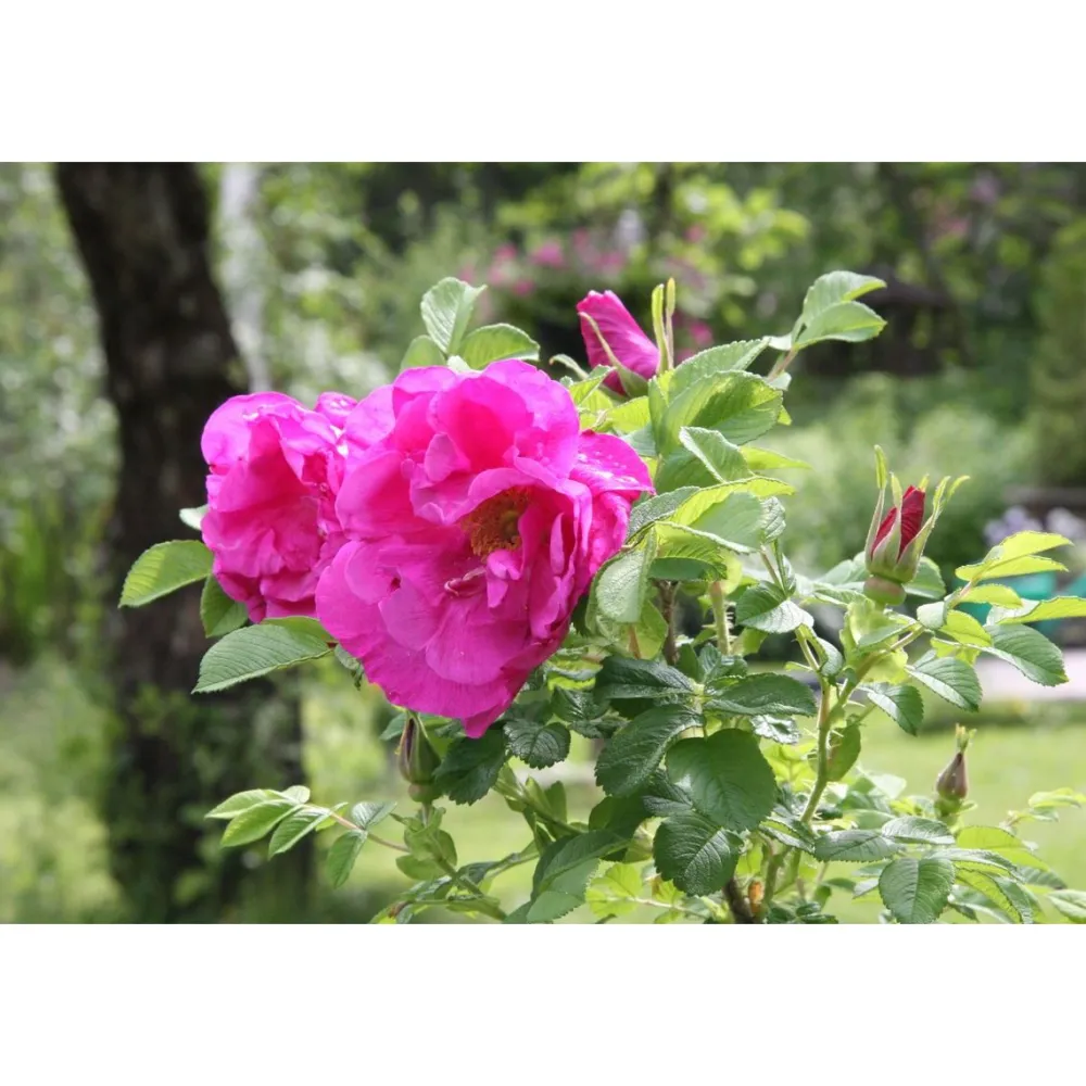 New Viheraarni Hansaruusu Rosa Hansa