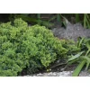 Sale Viheraarni Harokataja Juniperus procumbens Nana 30-40