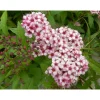 Hot Viheraarni Japaninangervo Spiraea Jap. Sparkling Champagne