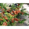 Online Viheraarni Japaninruusukvitteni Chaenomeles japonica