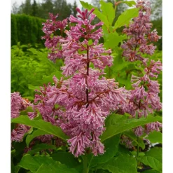 Clearance Viheraarni Kaarisyreeni Syringa x josiflexa Veera