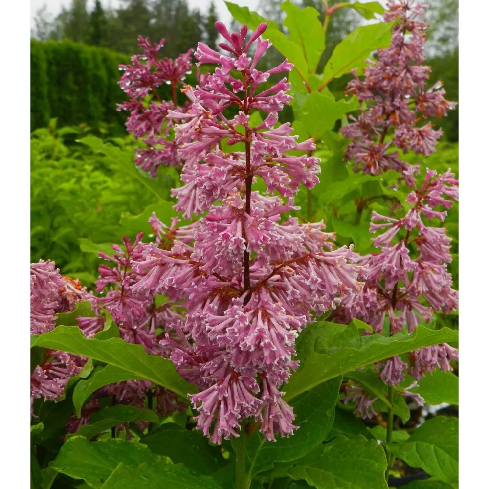 Clearance Viheraarni Kaarisyreeni Syringa x josiflexa Veera