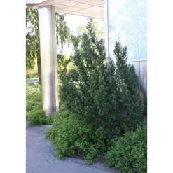 Viheraarni Kartiomarjakuusi Taxus x media Hillii 40-50