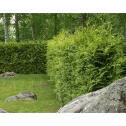 Viheraarni Kartiotuija Thuja occ. Brabant 80-100