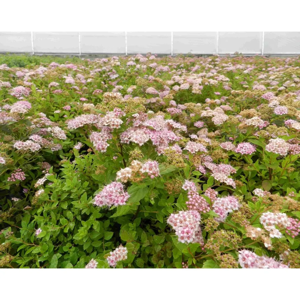 Sale Viheraarni Keijuangervo Spiraea jap. Little Princess