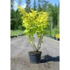 New Viheraarni Keltaheisiangervo Physocarpus opulifolius Darts Gold