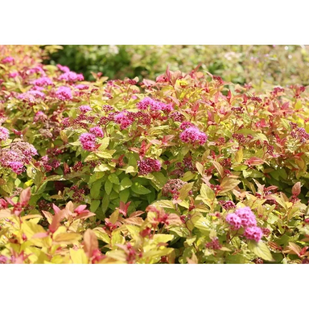 Hot Viheraarni Keltajapaninangervo Spiraea jap. Magic Carpet