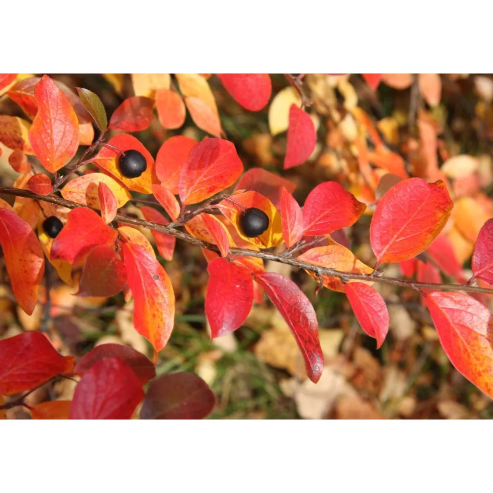 New Viheraarni Kiiltotuhkapensas Cotoneaster lucidus