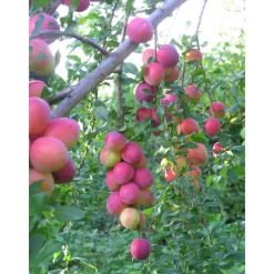Hot Viheraarni Kirsikkaluumu Prunus Cerasifera Kometa