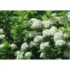 Best Viheraarni Koivuangervo Spiraea betulifolia