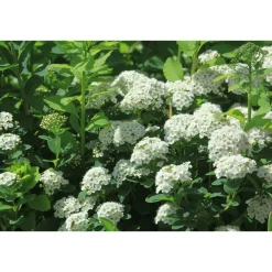 Best Viheraarni Koivuangervo Spiraea betulifolia