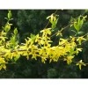 Outlet Viheraarni Komeaonnenpensas Forsythia x intermedia Week End