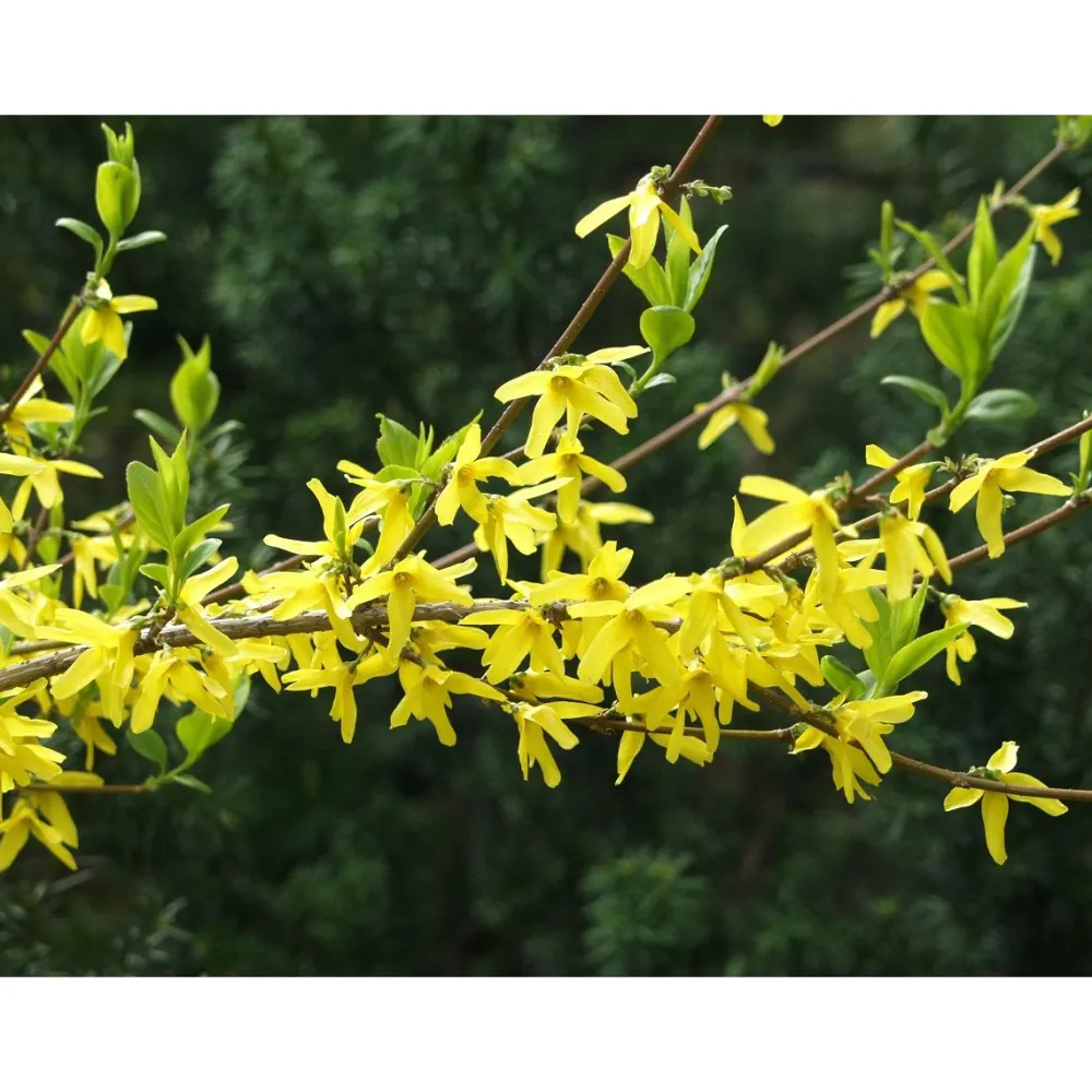 Outlet Viheraarni Komeaonnenpensas Forsythia x intermedia Week End