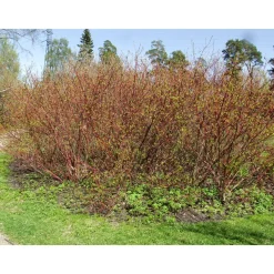 Discount Viheraarni Korallikanukka Cornus alba Sibirica