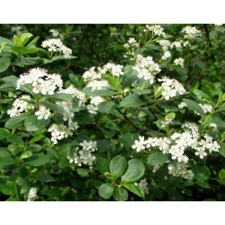 Discount Viheraarni Koristearonia Aronia x prunifolia aitataimi