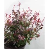 Best Viheraarni Kääpiöpurppurahappomarja Berberis thunbergii Atropurpurea Nana