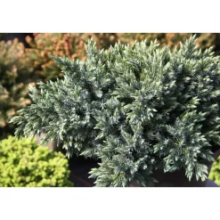 Hot Viheraarni Kääpiösinikataja Juniperus sq. Blue Star 20-25