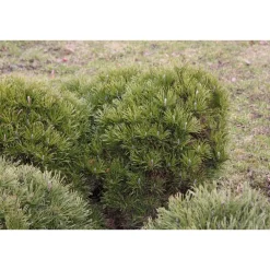 New Viheraarni Kääpiövuorimänty Pinus mugo var. Pumilio 25-30