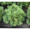 Outlet Viheraarni Kääpiövuorimänty Pinus Mugo Var. Pumilio 40-50