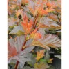 Viheraarni Kupariheisiangervo Physocarpus opulifolius Mindia