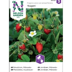 Outlet Nelson Garden Kuukausimansikka Rügen, siemenet