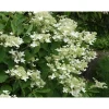 Viheraarni Kuutamohortensia Hudrangea paniculata Praecox