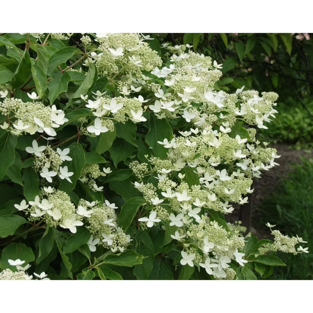 Viheraarni Kuutamohortensia Hudrangea paniculata Praecox