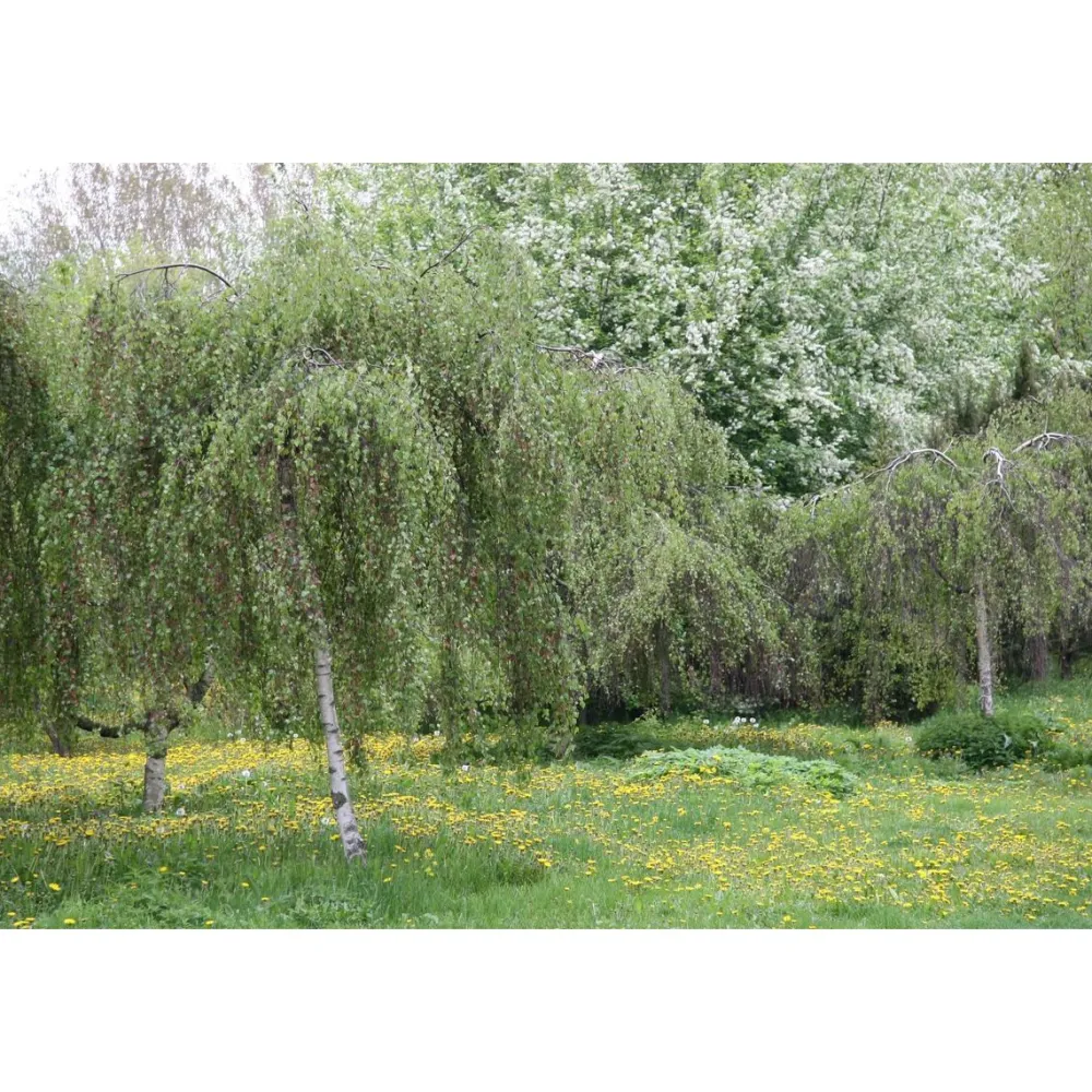 Online Viheraarni Kyynelkoivu Betula pendula Youngii 150