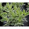 Online Viheraarni Laikkukirjokanukka Cornus alba Argenteomarginata Elegantissima