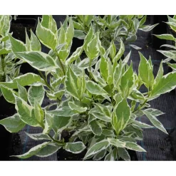 Online Viheraarni Laikkukirjokanukka Cornus alba Argenteomarginata Elegantissima