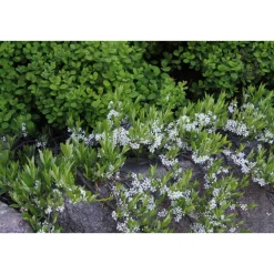 Viheraarni Lamohietakirsikka Prunus pumila var. Depressa