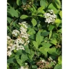 Sale Viheraarni Lamopensasangervo Spiraea decumbens