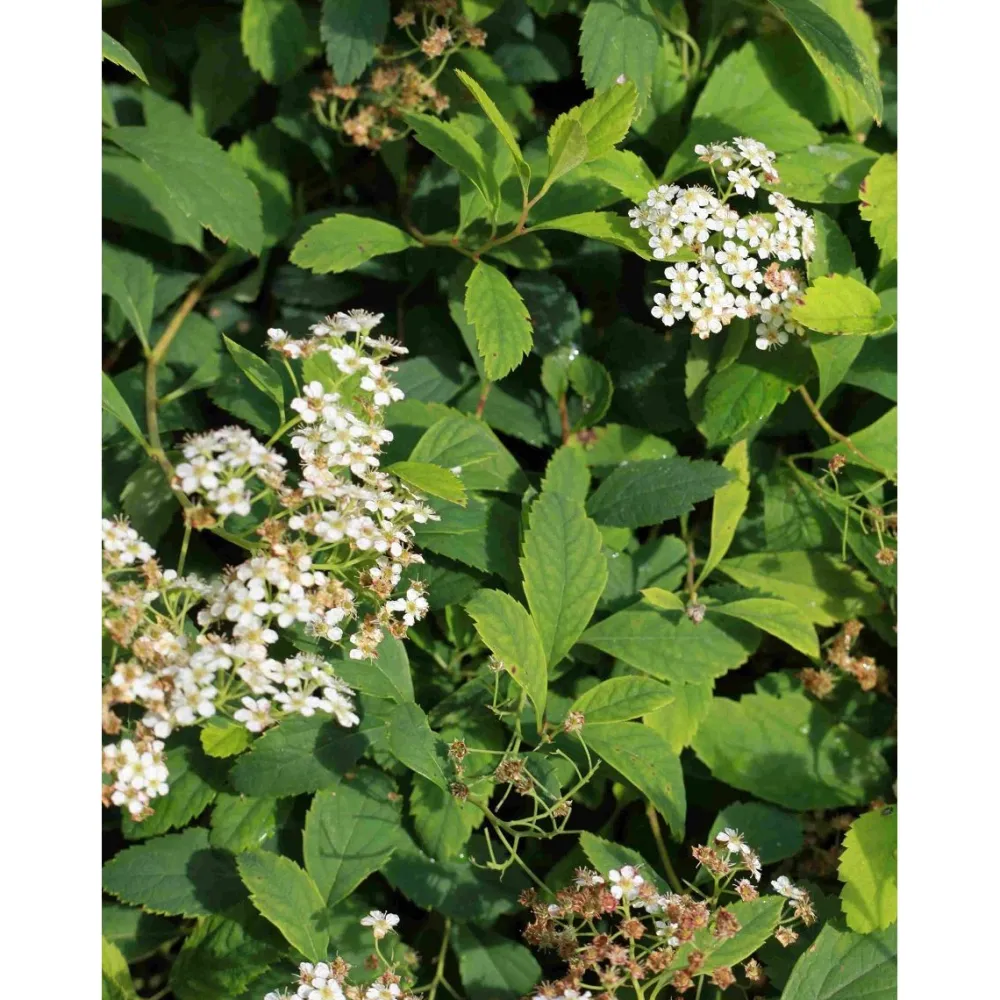 Sale Viheraarni Lamopensasangervo Spiraea decumbens