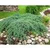 Online Viheraarni Lamosinikataja Juniperus sq. Blue Carpet 30-40