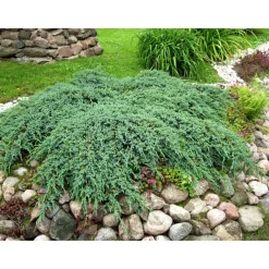 Online Viheraarni Lamosinikataja Juniperus sq. Blue Carpet 30-40