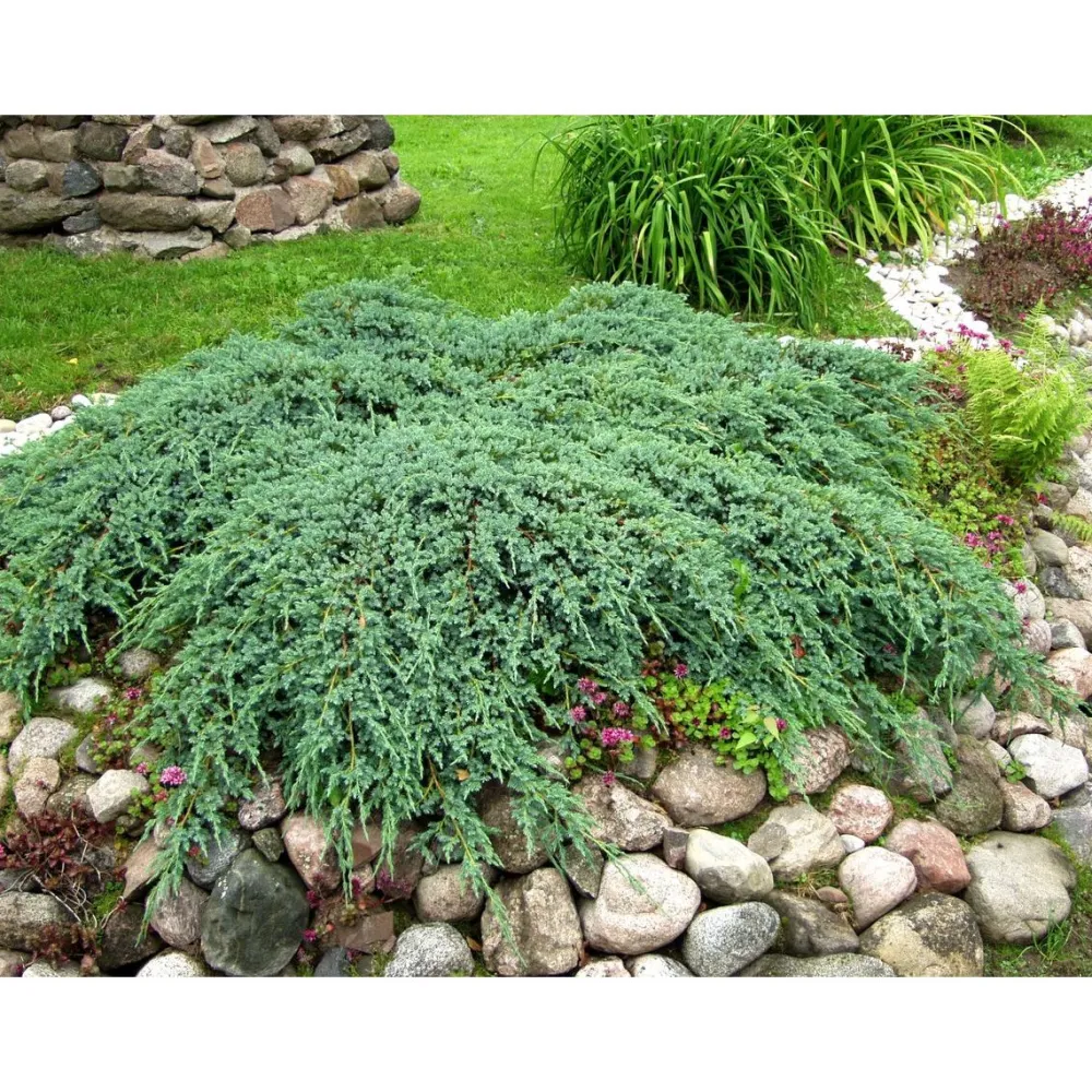 Online Viheraarni Lamosinikataja Juniperus sq. Blue Carpet 30-40