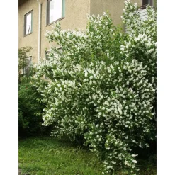 Clearance Viheraarni Loistojasmike Philadelphus lewisii Tähtisilmä
