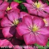 Sale Viheraarni Loistokärhö Clematis Ville De Lyon