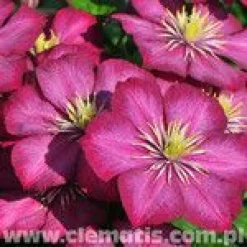 Sale Viheraarni Loistokärhö Clematis Ville De Lyon