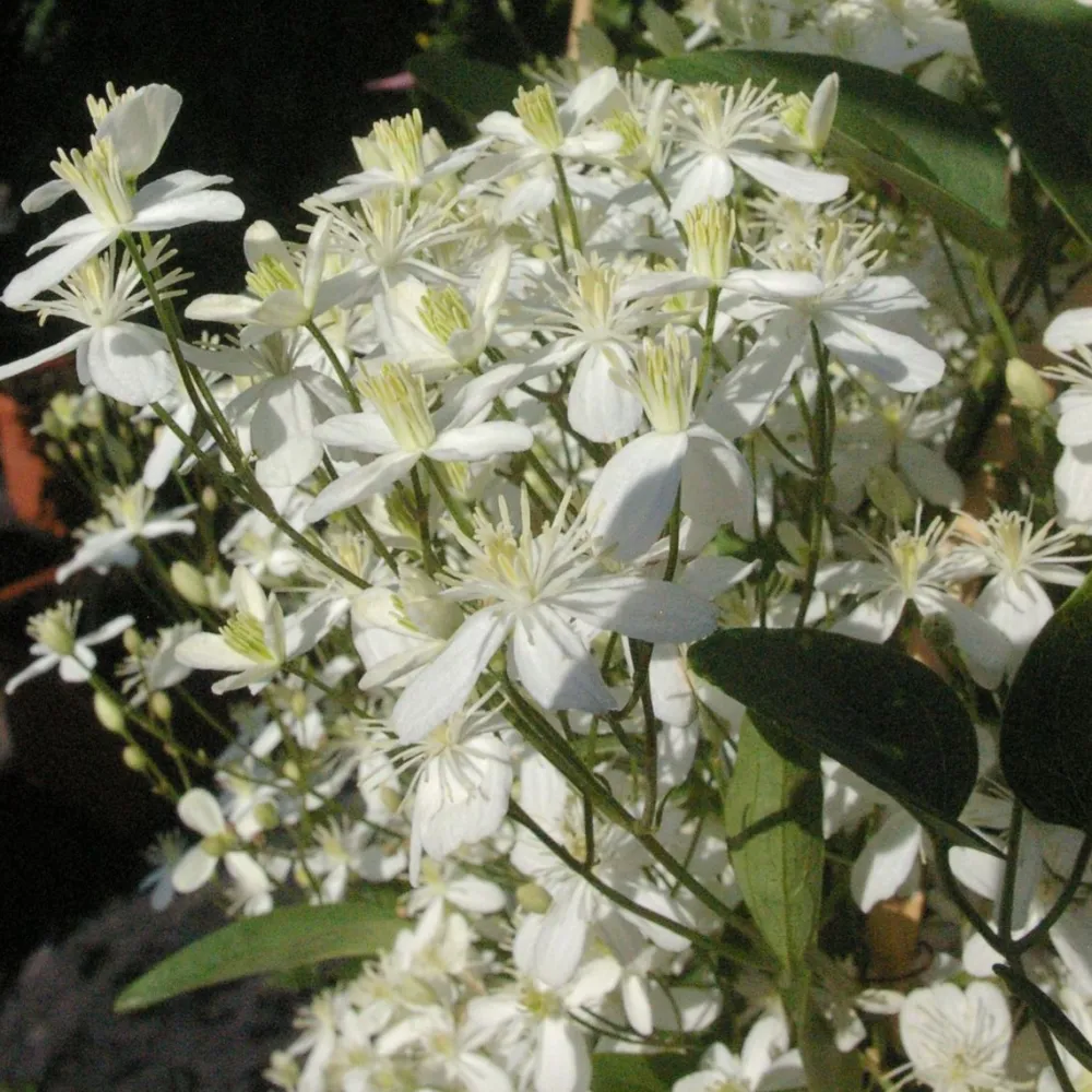 Viheraarni Lumikärhö Clematis Summer Snow