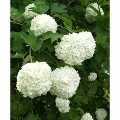 Best Viheraarni Lumipalloheisi Viburnum opulus Pohjan Neito