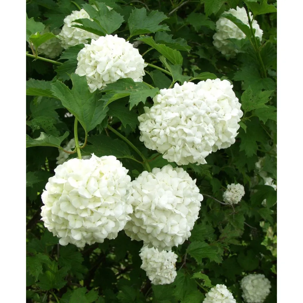 Best Viheraarni Lumipalloheisi Viburnum opulus Pohjan Neito